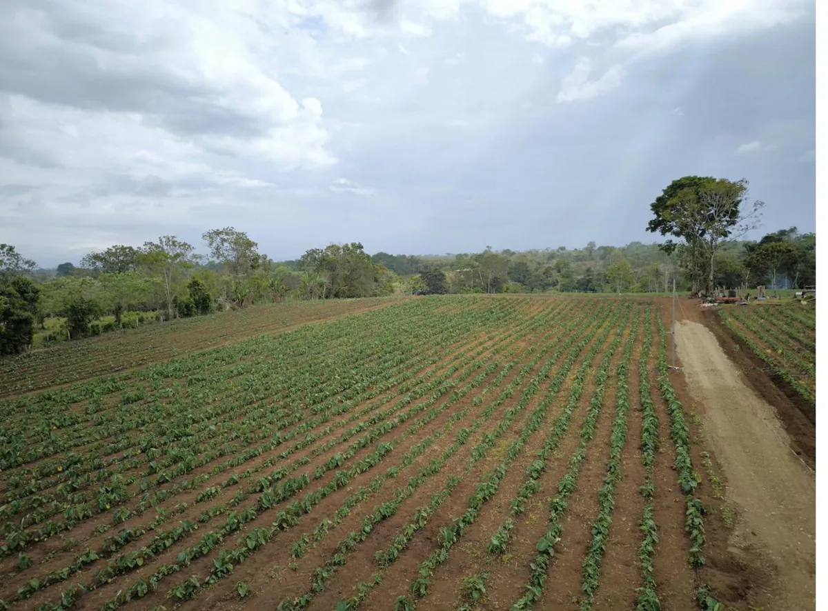 Happy Roots community