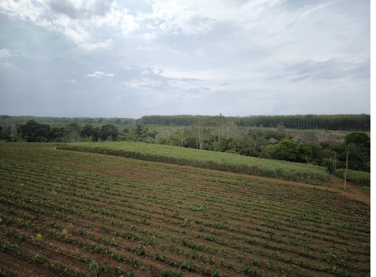 Happy Roots community