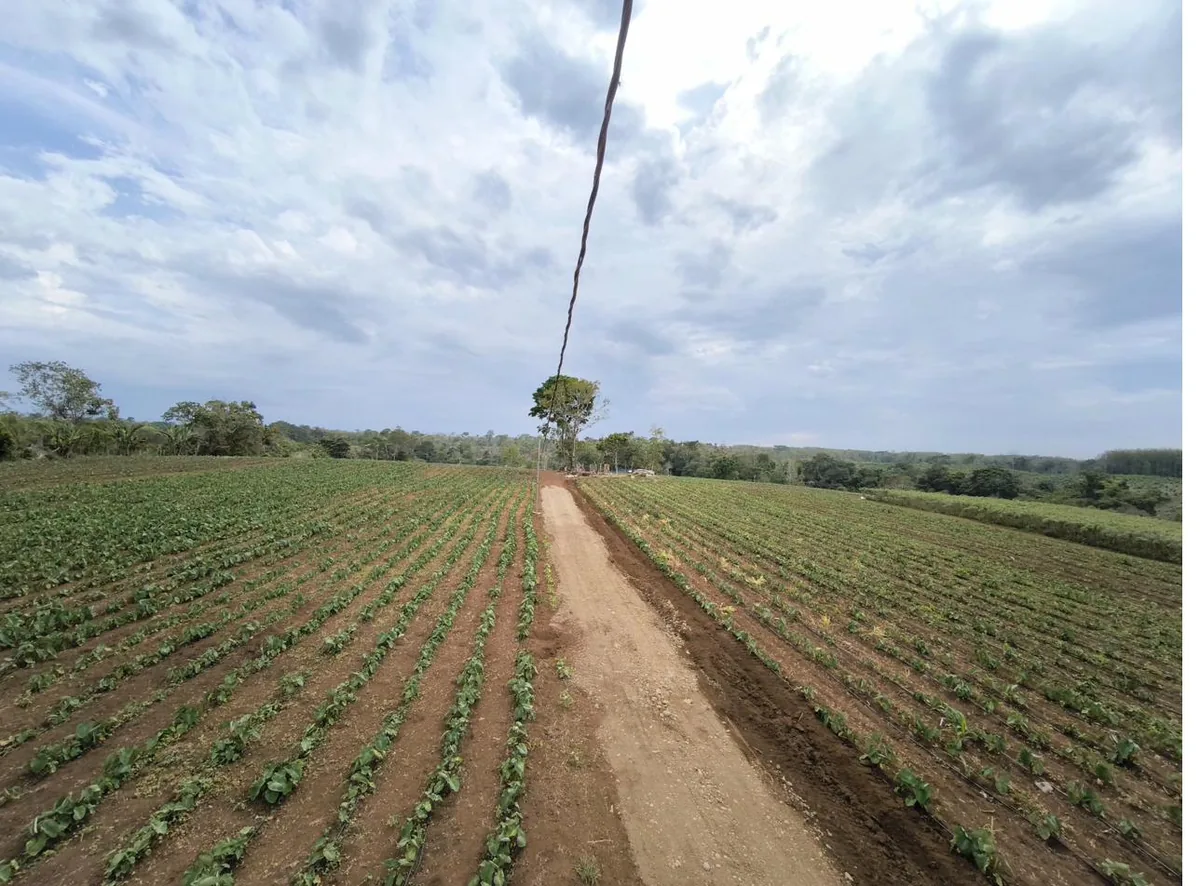 Happy Roots community